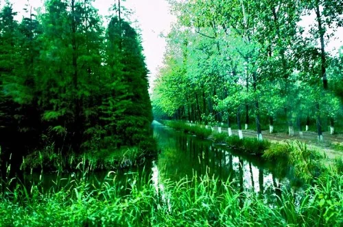 金湖水上森林实景