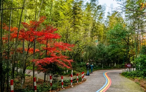 南山竹海实景 2